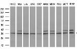 GTF2B Antibody in Western Blot (WB)