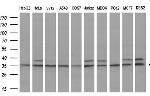 GTF2B Antibody in Western Blot (WB)