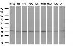 GTF2B Antibody in Western Blot (WB)