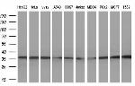 GTF2B Antibody in Western Blot (WB)