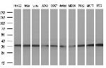 GTF2B Antibody in Western Blot (WB)