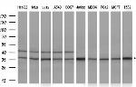 GTF2B Antibody in Western Blot (WB)