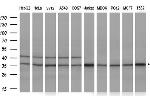 GTF2B Antibody in Western Blot (WB)