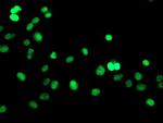 GTF2F1 Antibody in Immunocytochemistry (ICC/IF)