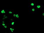 GTF2F1 Antibody in Immunocytochemistry (ICC/IF)