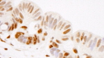 GTF2I/TFII-I Antibody in Immunohistochemistry (IHC)