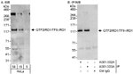 GTF2IRD/TFII-IRD1 Antibody in Western Blot (WB)