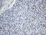 GTF3C4 Antibody in Immunohistochemistry (Paraffin) (IHC (P))