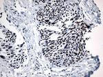 GTF3C4 Antibody in Immunohistochemistry (Paraffin) (IHC (P))