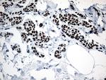 GTF3C4 Antibody in Immunohistochemistry (Paraffin) (IHC (P))