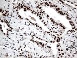 GTF3C4 Antibody in Immunohistochemistry (Paraffin) (IHC (P))