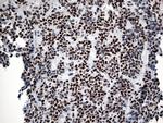 GTF3C4 Antibody in Immunohistochemistry (Paraffin) (IHC (P))