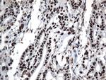 GTF3C4 Antibody in Immunohistochemistry (Paraffin) (IHC (P))