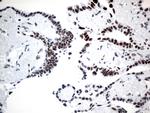 GTF3C4 Antibody in Immunohistochemistry (Paraffin) (IHC (P))