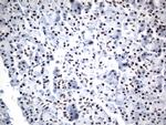 GTF3C4 Antibody in Immunohistochemistry (Paraffin) (IHC (P))