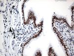 GTF3C4 Antibody in Immunohistochemistry (Paraffin) (IHC (P))