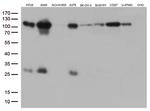 GTF3C4 Antibody in Western Blot (WB)