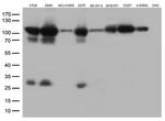 GTF3C4 Antibody in Western Blot (WB)