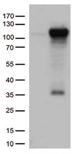 GTF3C4 Antibody in Western Blot (WB)