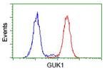 GUK1 Antibody in Flow Cytometry (Flow)