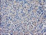 GUK1 Antibody in Immunohistochemistry (Paraffin) (IHC (P))