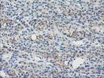 GUK1 Antibody in Immunohistochemistry (Paraffin) (IHC (P))