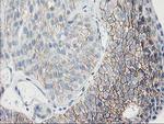 GUK1 Antibody in Immunohistochemistry (Paraffin) (IHC (P))