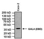 GAL4 Antibody in Western Blot (WB)