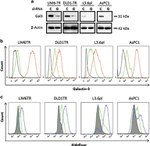 Galectin 3 Antibody in Western Blot, Flow Cytometry (WB, Flow)