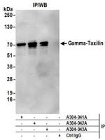 Gamma-Taxilin Antibody in Western Blot (WB)