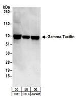 Gamma-Taxilin Antibody in Western Blot (WB)