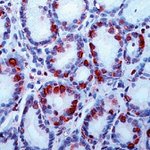 Gastrin Antibody in Immunohistochemistry (Paraffin) (IHC (P))