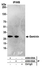 Geminin Antibody in Immunoprecipitation (IP)