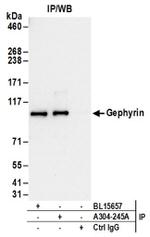 Gephyrin Antibody in Western Blot (WB)