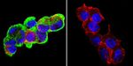 GRP94 Antibody in Immunocytochemistry (ICC/IF)