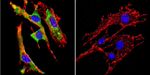 GRP94 Antibody in Immunocytochemistry (ICC/IF)