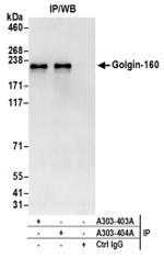 Golgin-160 Antibody in Western Blot (WB)