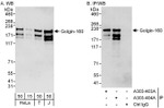 Golgin-160 Antibody in Western Blot (WB)