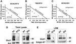 Golgin-97 Antibody in Western Blot (WB)