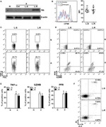 Perforin Antibody