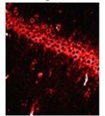 NMDAR1 Antibody in Immunohistochemistry (IHC)