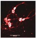 Phospho-NMDAR2B (Tyr1122) Antibody in Immunohistochemistry (IHC)