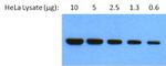 GRP94 Antibody in Western Blot (WB)