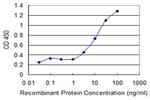 A1BG Antibody in ELISA (ELISA)