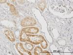 SERPINA3 Antibody in Immunohistochemistry (Paraffin) (IHC (P))