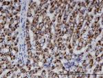 ACAA1 Antibody in Immunohistochemistry (Paraffin) (IHC (P))