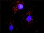 ACTN1 Antibody in Proximity Ligation Assay (PLA) (PLA)