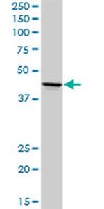 ADORA2A Antibody in Western Blot (WB)