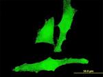 AGC1 Antibody in Immunocytochemistry (ICC/IF)