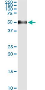 AGER Antibody in Immunoprecipitation (IP)